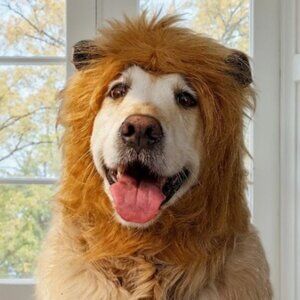 New Lion Mane Hat Dog Pet Halloween Costume Ears Size M/L Includes soft brown ea